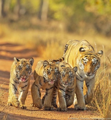 Sundarban